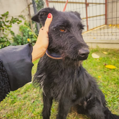 Psy ze schroniska do adopcji Śmiałek 