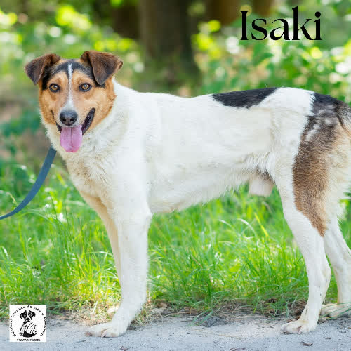 Psy ze schroniska do adopcji Isaki 