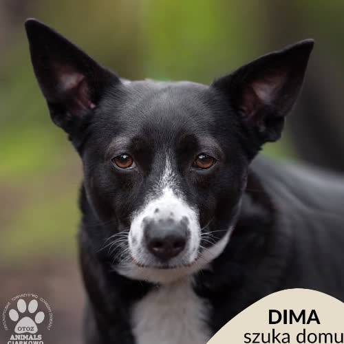 Dima