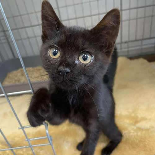 Koty ze schroniska do adopcji Ania