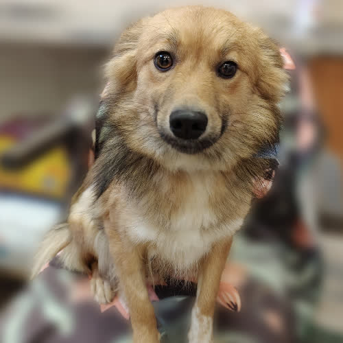 Psy ze schroniska do adopcji Zosia