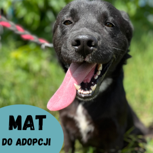Psy ze schroniska do adopcji Mat