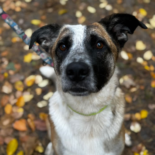 Psy ze schroniska do adopcji Henk