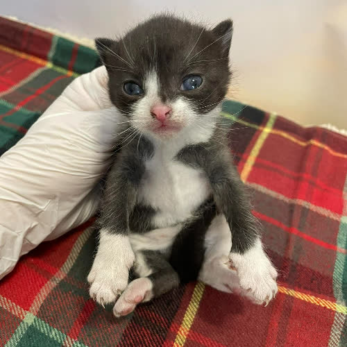 Koty ze schroniska do adopcji Monia