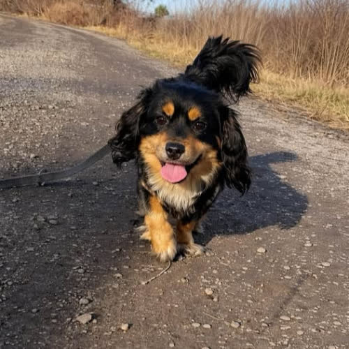 Psy ze schroniska do adopcji Bajtek