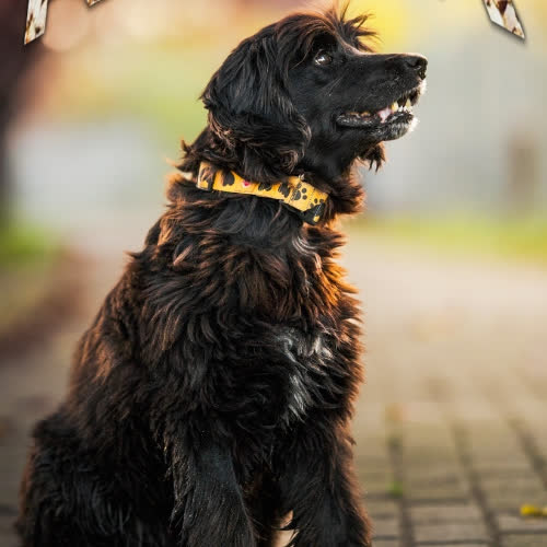 Psy ze schroniska do adopcji Korek