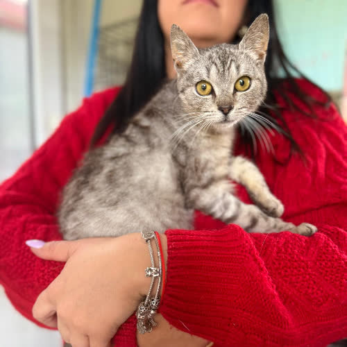 Koty ze schroniska do adopcji Srebrna