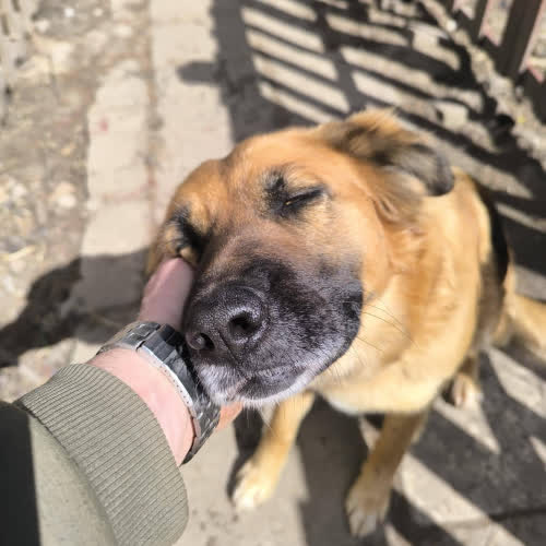 Psy ze schroniska do adopcji Kora