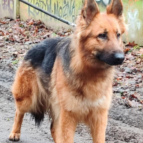 Psy ze schroniska do adopcji Najki owczarek