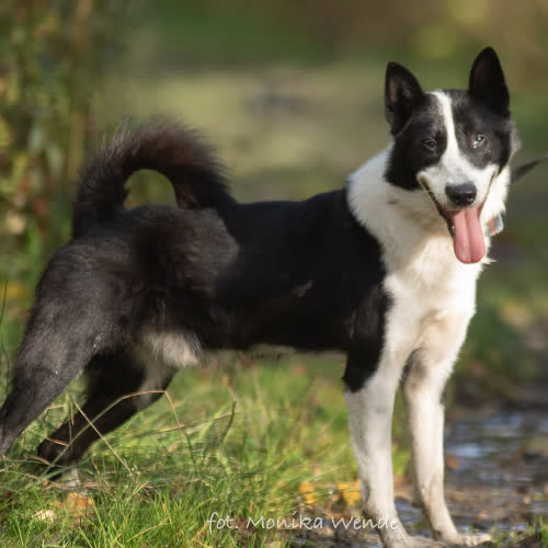 Psy ze schroniska do adopcji SEWO