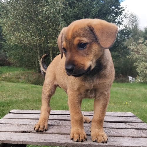 Psy ze schroniska do adopcji Kodi