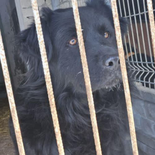 Psy ze schroniska do adopcji Amor