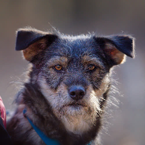 Psy ze schroniska do adopcji Nefra