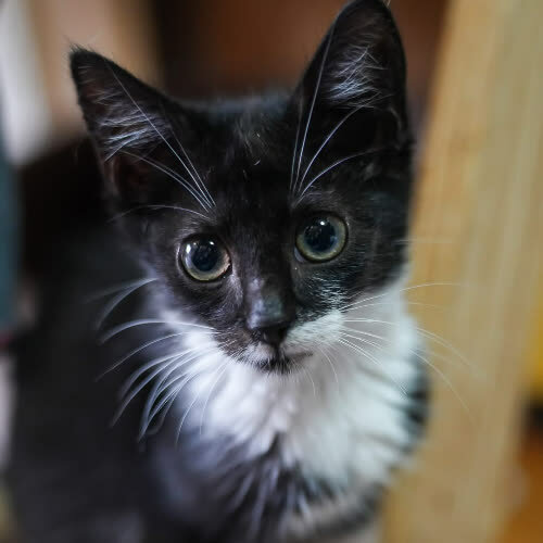 Koty ze schroniska do adopcji Liczi