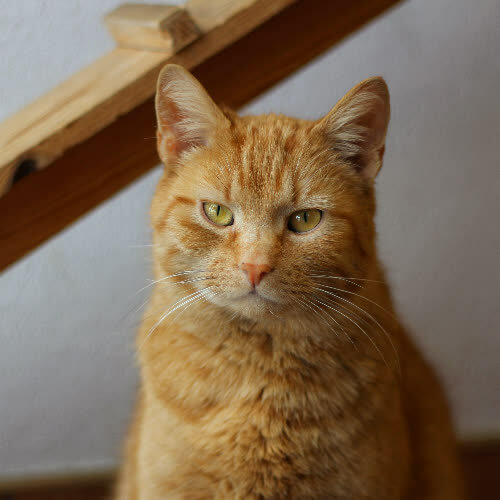 Koty ze schroniska do adopcji Garfield