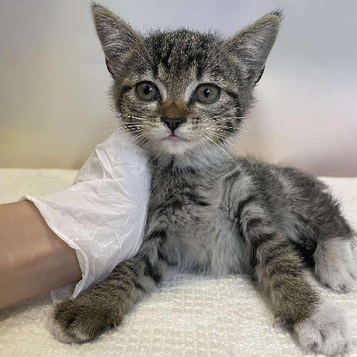 Koty ze schroniska do adopcji Kruszynka