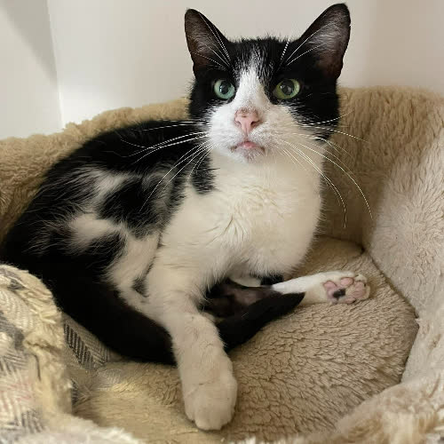 Koty ze schroniska do adopcji Miranda