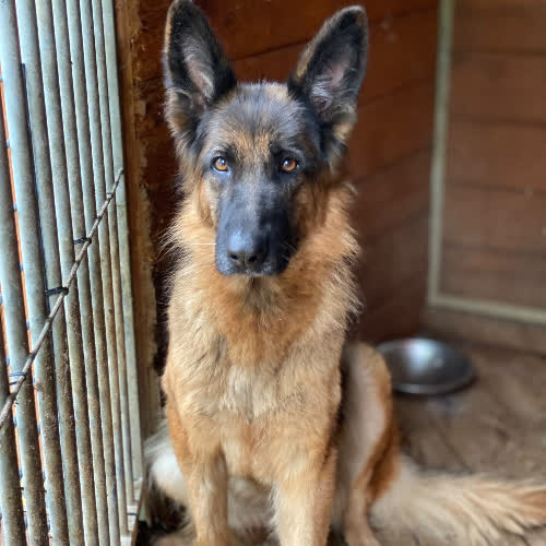 Psy ze schroniska do adopcji Astra