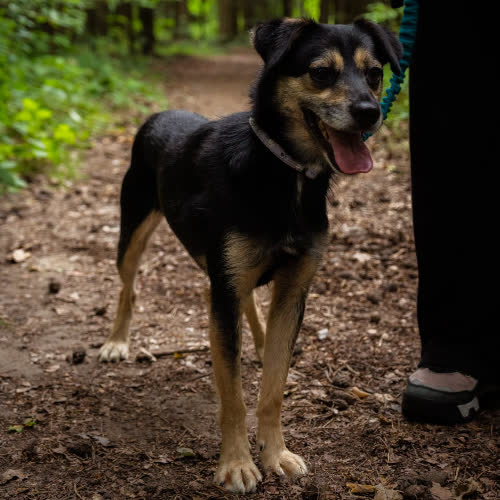 Psy ze schroniska do adopcji Staszek