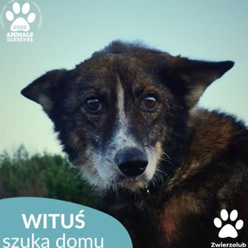 Wituś