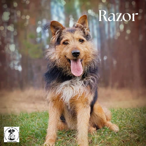 Psy ze schroniska do adopcji Pieszczoch RAZOR
