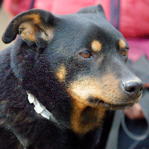 Psy ze schroniska do adopcji Ken