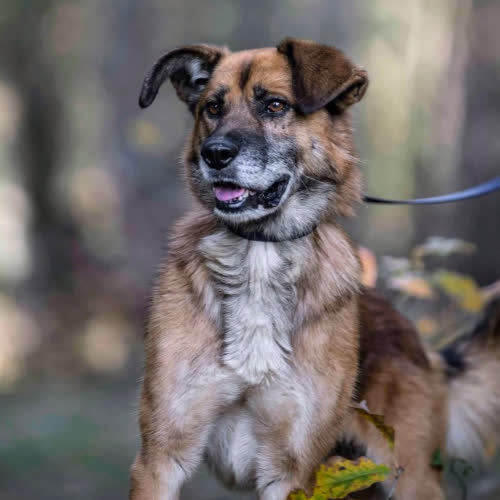 Psy ze schroniska do adopcji Persi