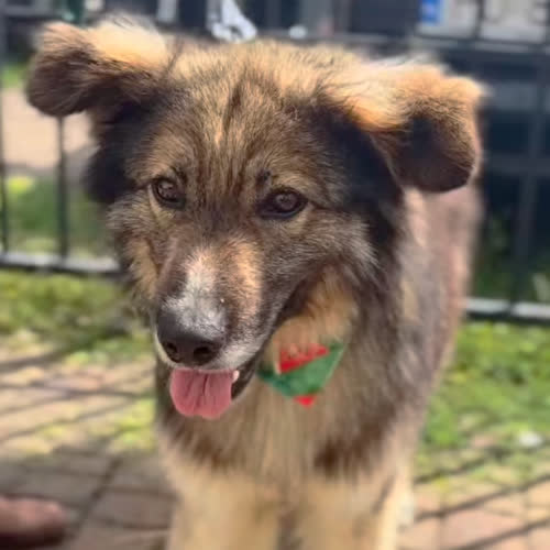 Psy ze schroniska do adopcji Loki