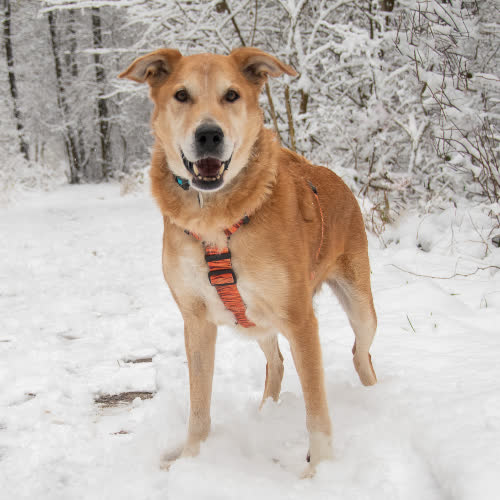 Psy ze schroniska do adopcji Biszkopt