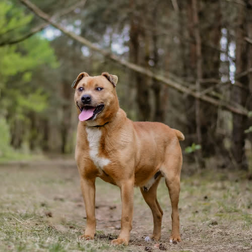 Psy ze schroniska do adopcji Marlon