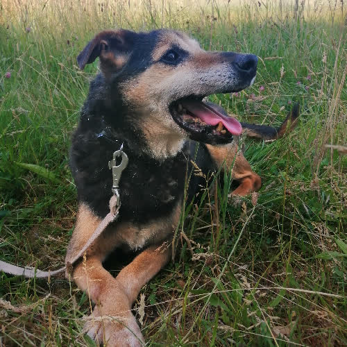 Psy ze schroniska do adopcji Romeo