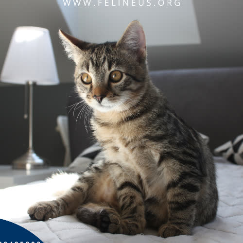 Koty ze schroniska do adopcji Wrzosik