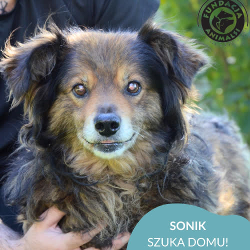 Psy ze schroniska do adopcji SONIC