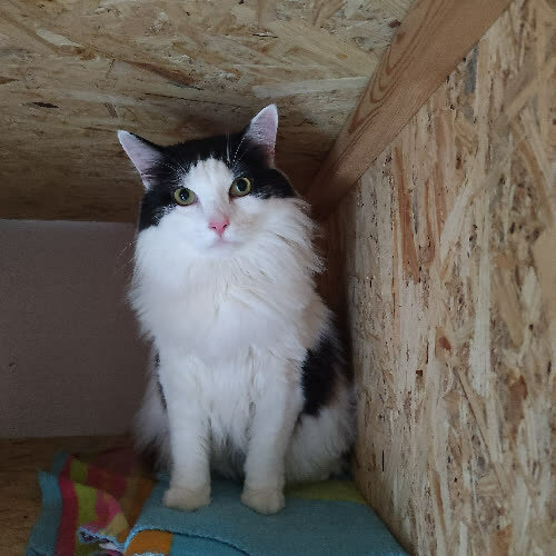 Koty ze schroniska do adopcji Foton