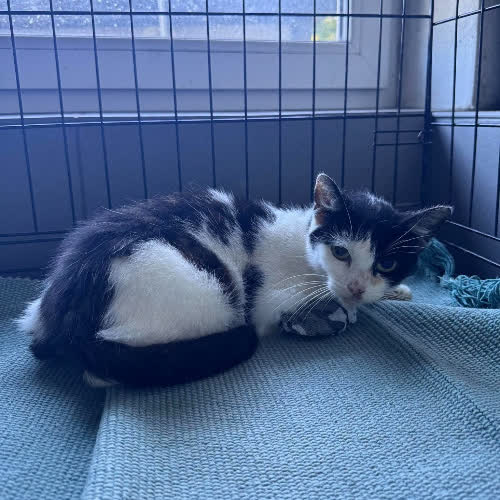 Koty ze schroniska do adopcji B107