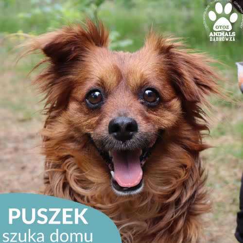 Puszek