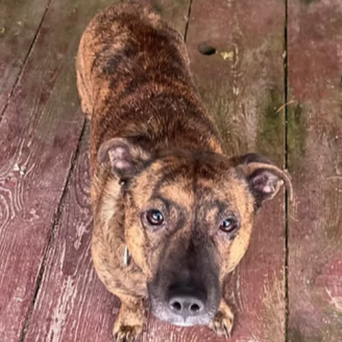 Psy ze schroniska do adopcji MATRIX