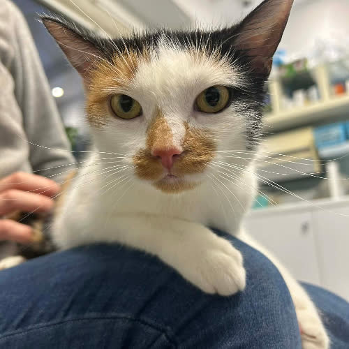 Koty ze schroniska do adopcji Delicja 