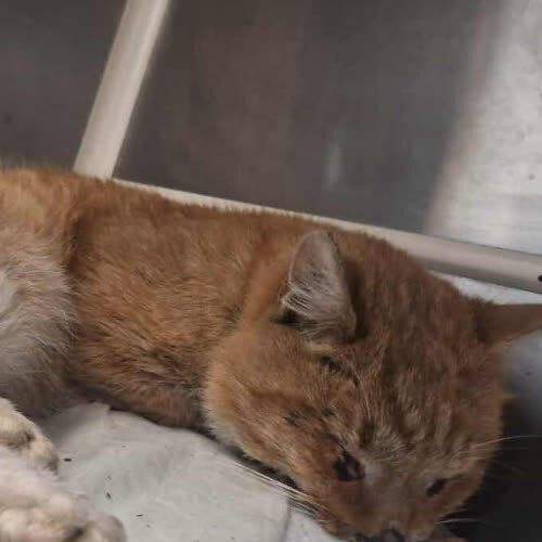 Koty ze schroniska do adopcji Milord Miau(A121)