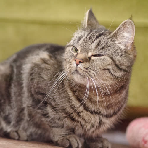 Koty ze schroniska do adopcji Kotka buraska 