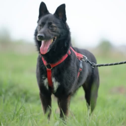 Psy ze schroniska do adopcji Molier