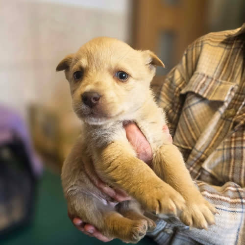 Psy ze schroniska do adopcji Gucio