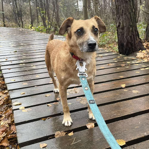 Psy ze schroniska do adopcji Fabian