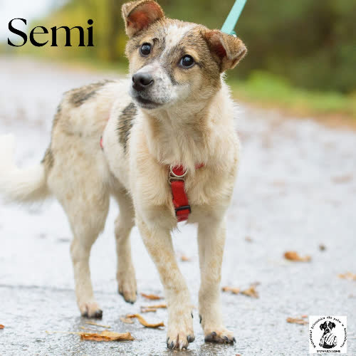 Psy ze schroniska do adopcji Semi