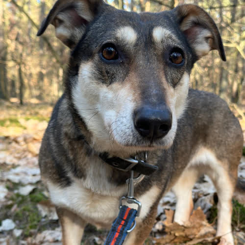 Psy ze schroniska do adopcji Kinia 