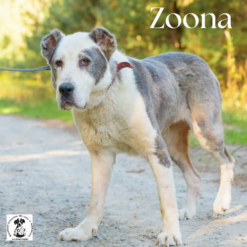 Psy ze schroniska do adopcji Zoona