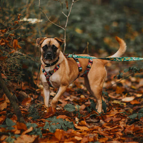 Psy ze schroniska do adopcji Luna