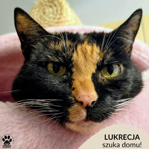 Lukrecja