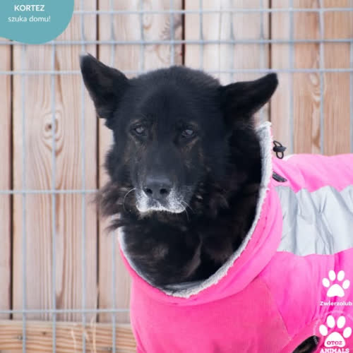 Psy ze schroniska do adopcji KORTEZ