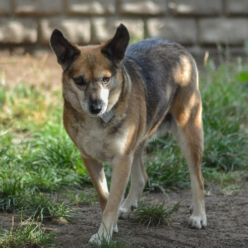 Psy ze schroniska do adopcji Bryza